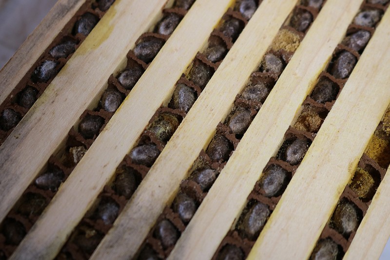 Mason Bee Cocoons in Trays during the 2023 cleaning