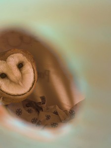 A juvenile owl seen through the opening of an nesting owl box located at the Estate Vineyards in the Salem Hills