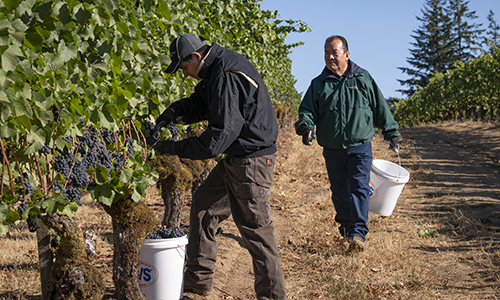 Effren Loeza assisting his team harvesting Pinot Noir Grapes during the 2021 Harvest