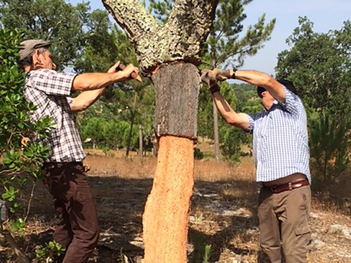 Stripping the natural cork layer of bark from the cork tree at a farm in Portugal.