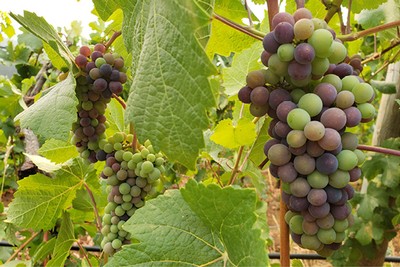 Grapes on the vines beginning to ripen and change color.