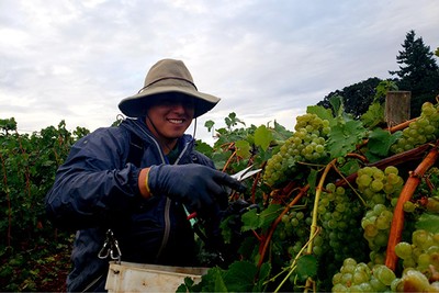 Vineyard worker harvesting grapes.