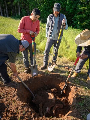 Willamette Valley Vineyards workers digging up buried cow horns