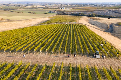 Pambrun vineyard from above at harvest