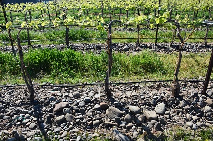 Vines in The Rocks AVA in Walla Walla