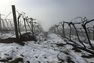 Dormant vines with snowfall.