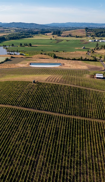 Loeza Vineyard with Catch Basin Reservoir