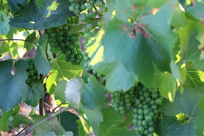 Baby cluster of grapes.