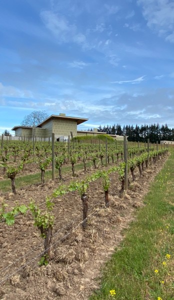 Bernau Estate Vineyard