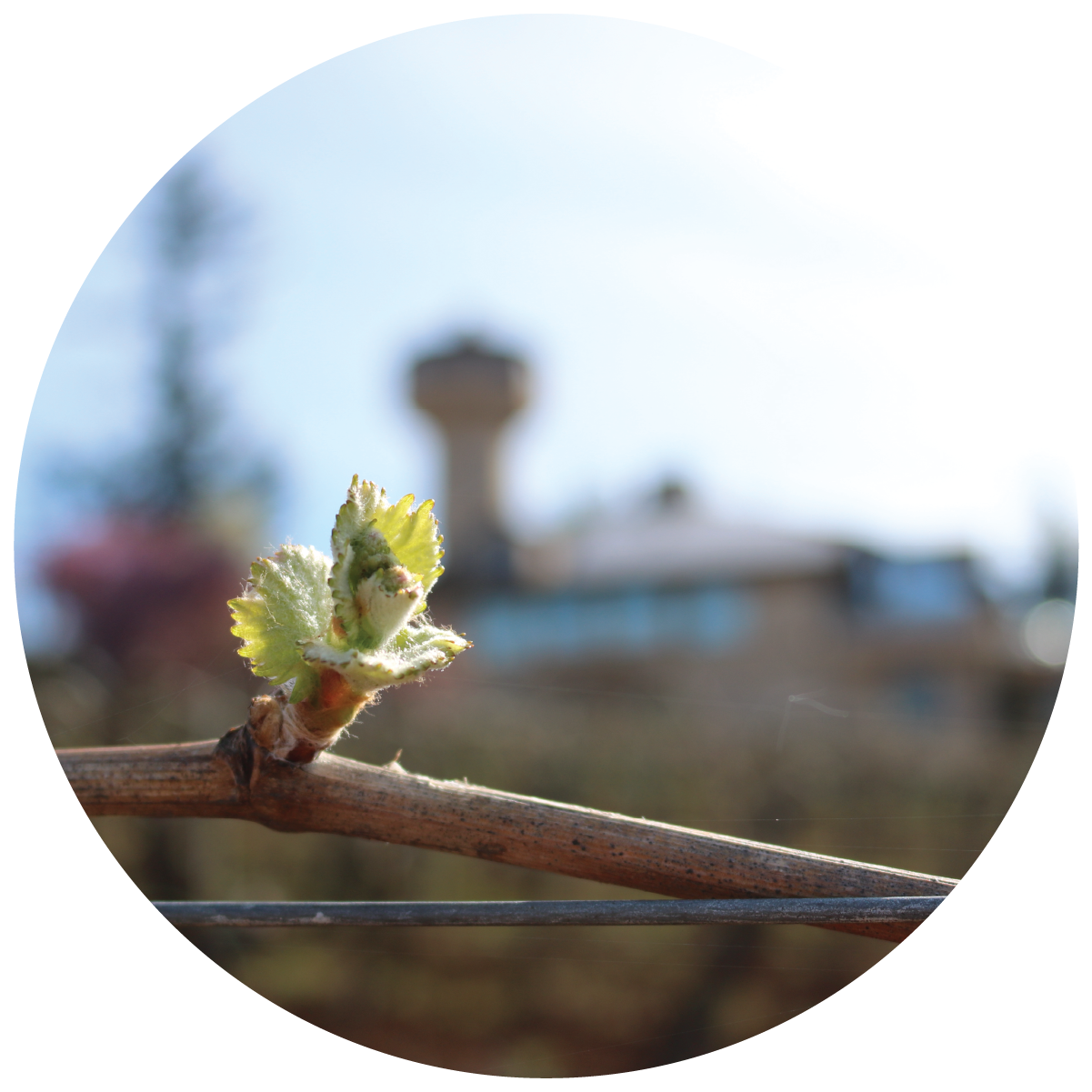 Image of a bud breaking in the Estate Vineyard 