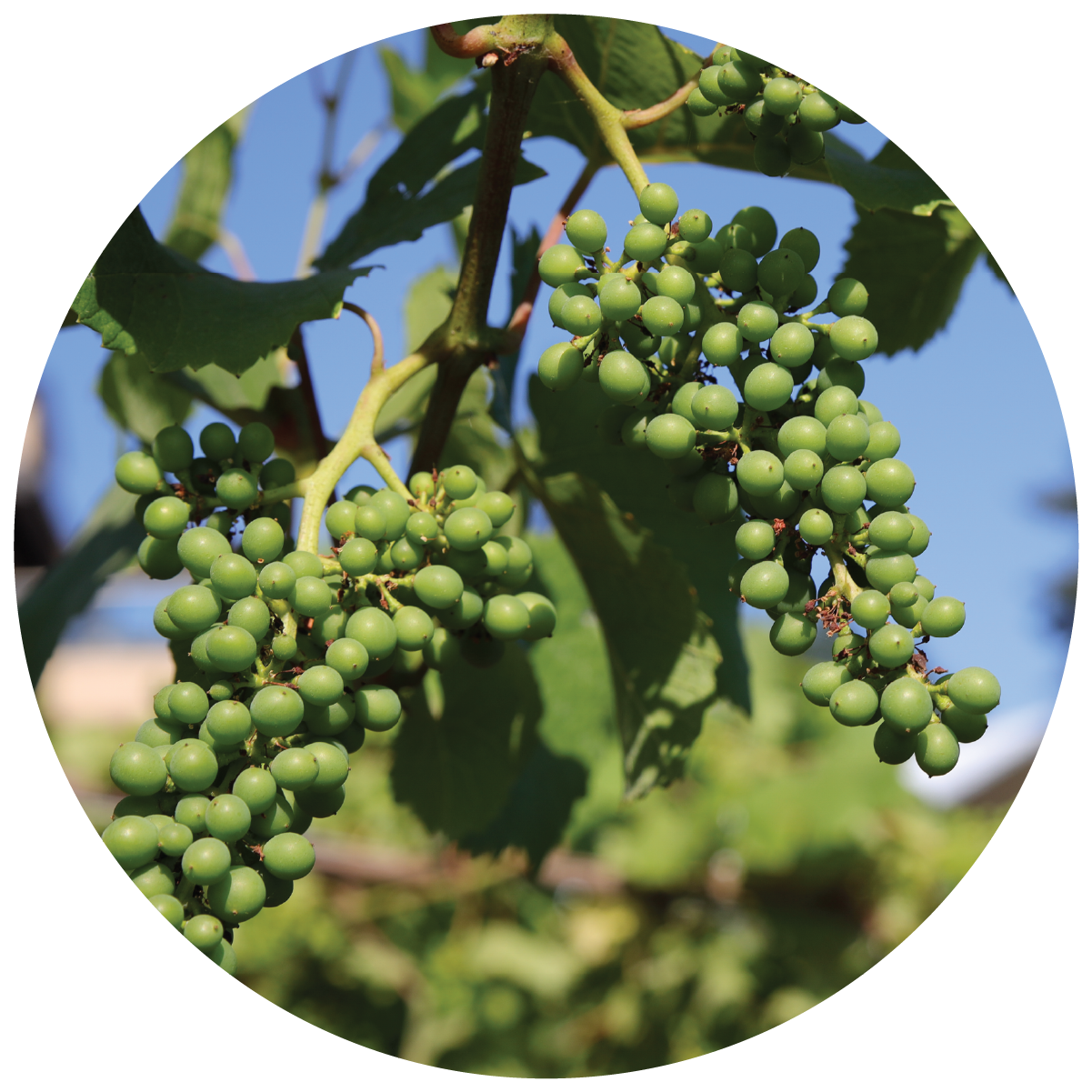 An image of a cluster of grapes during the 2021 record breaking heat wave. 