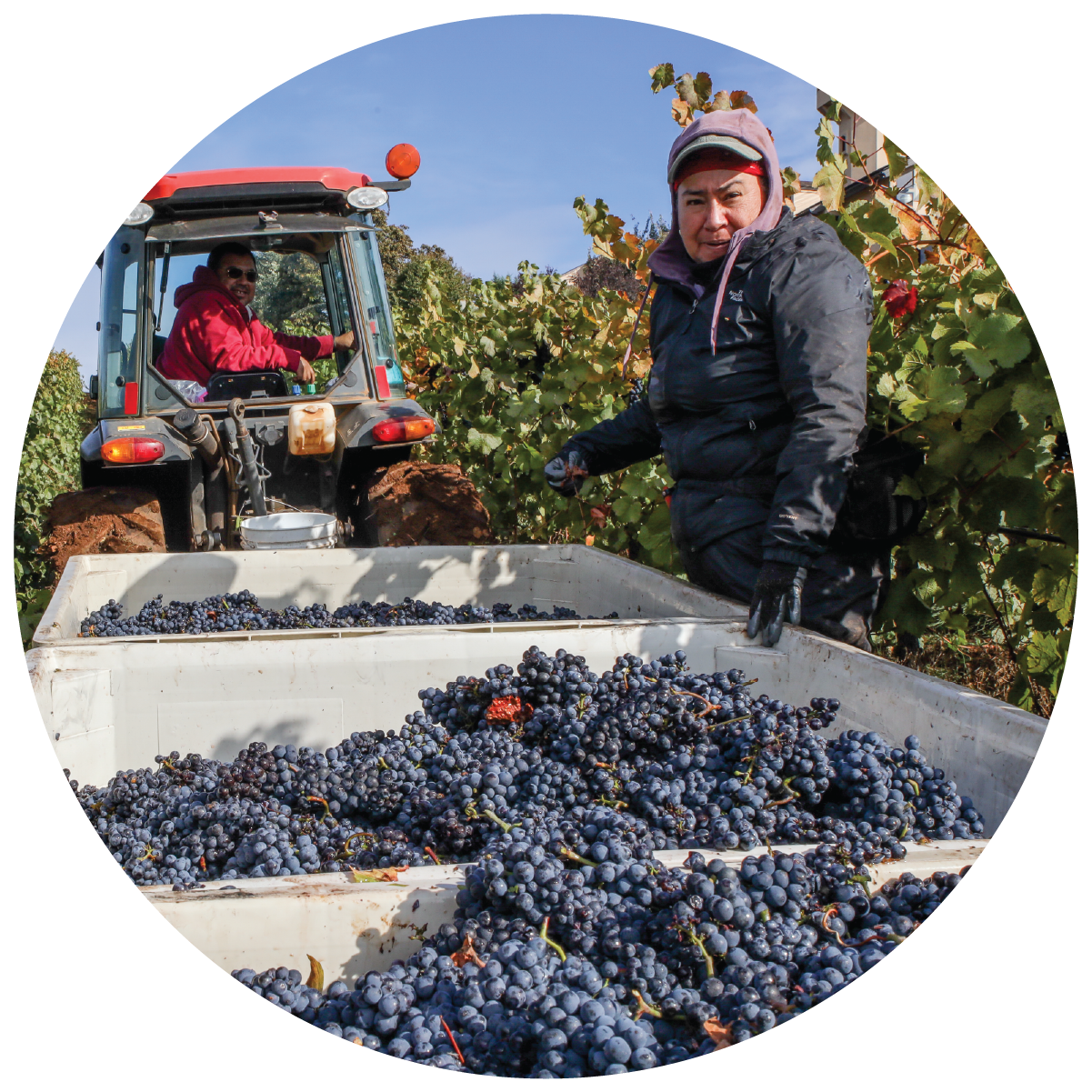 A photo of a bin of grapes during the 2021 Harvest