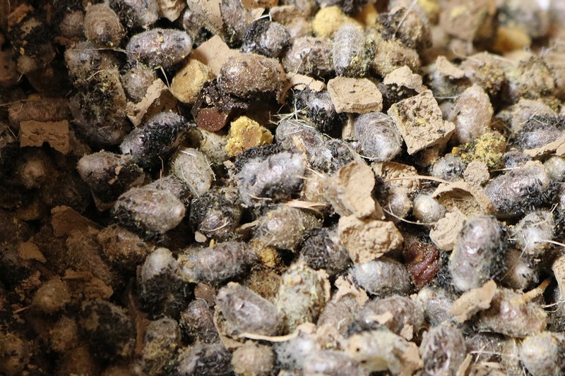 Mason Bee Cocoons