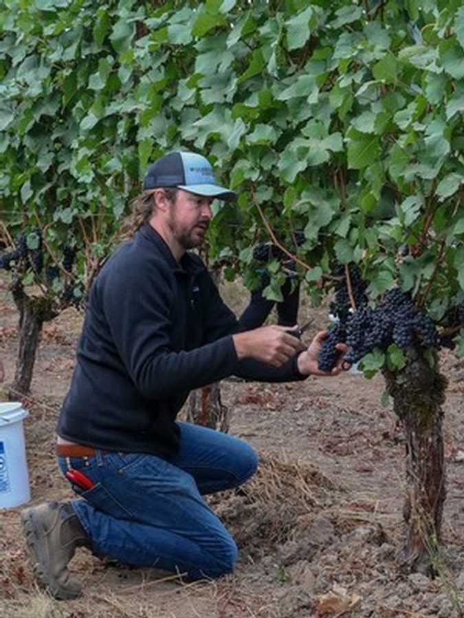 Willamette Valley Vineyards Viticulturist, Clay Wesson cutting a bunch of grapes at the Beanau Estate Vineyards 