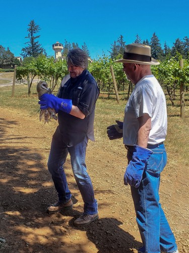 Founder and CEO Jim Bernau holding an owl at the Estate Vineyard located in Turner, Oregon.