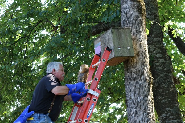 Facilities Coordinator Randy Hillyer approaching an owl nesting box.