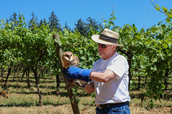 Joe Perez, one of Willamette Valley Vineyards founding Owners holding an Owl at the Estate Vineyard in the Salem Hills. 