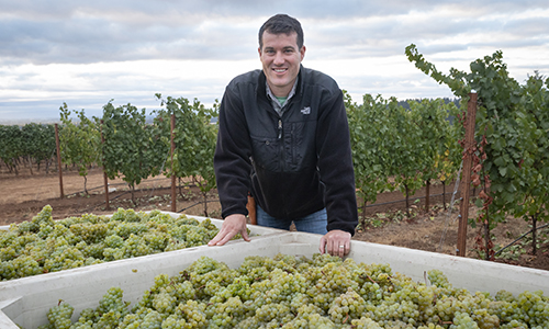 Director of Winemaking & Vineyards, Greg Urmini stands over a bin of grapes following the 2021 harvest at Elton Vineyard