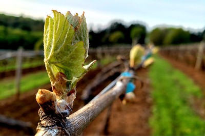 Bright green vine shoot just beginning to break.