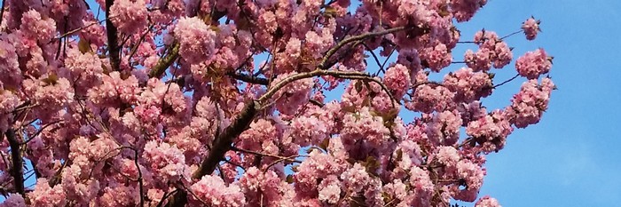 Cherry blossoms on a tree in spring
