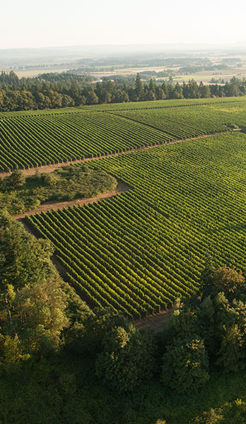 Elton Vineyard aerial photo