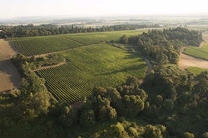 Elton vineyard shown from a drone with lush green vineyards