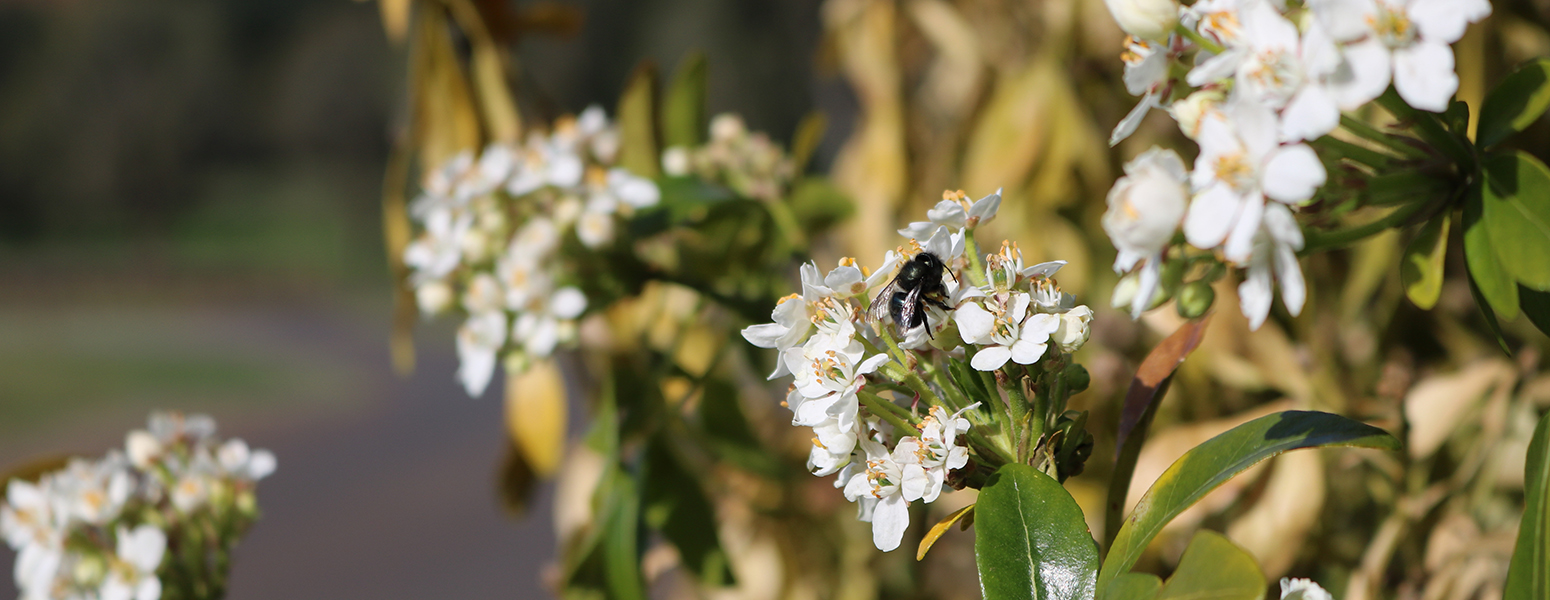 place setting with forks and knifes, menu and wine glasses