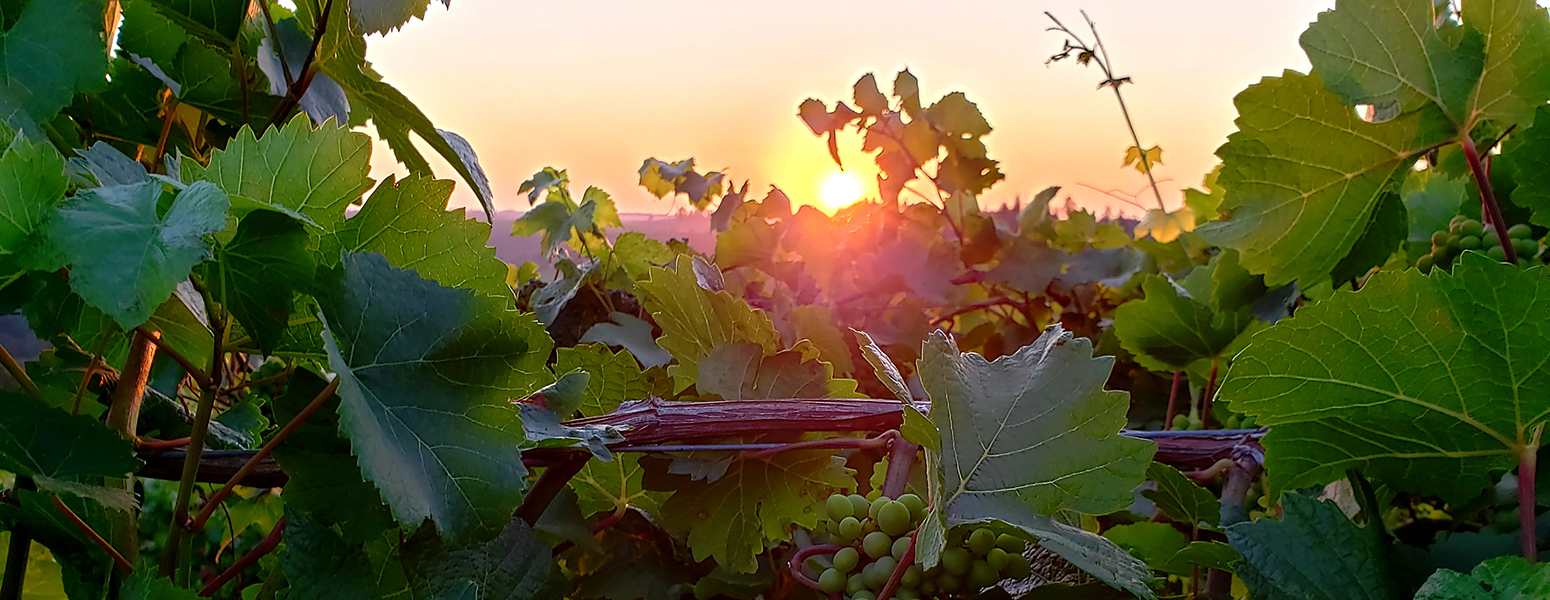 Willamette Valley Vineyards Events Event Calendar