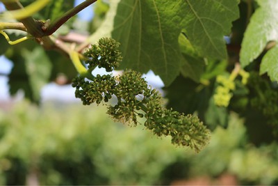 Small grape cluster blooming with flowers.