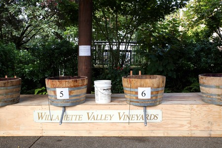 Image of barrels set up for the annual Grape Stomp Event located at the Willamette Valley Vineyards Estate located in Turner, Oregon