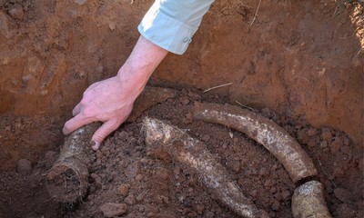 Buried cow horns being removed from ground