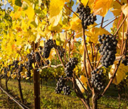 Pinot Noir grapes in fall