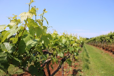 Growing vines in vineyard, May.