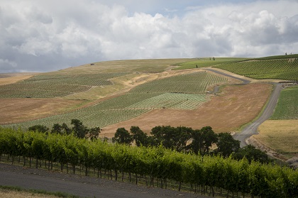 Drone shot of the hillside vineyards in Walla Walla with blue skys in the background