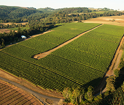 Elton Vineyard aerial photo