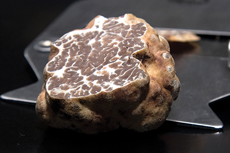 Oregon Truffles