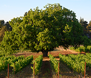 Oak Tree