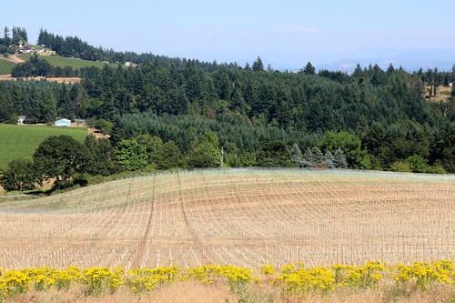 Jory Claim Vineyards