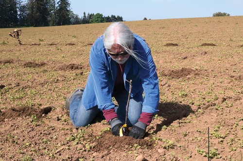 Terry Culton Planting Vines