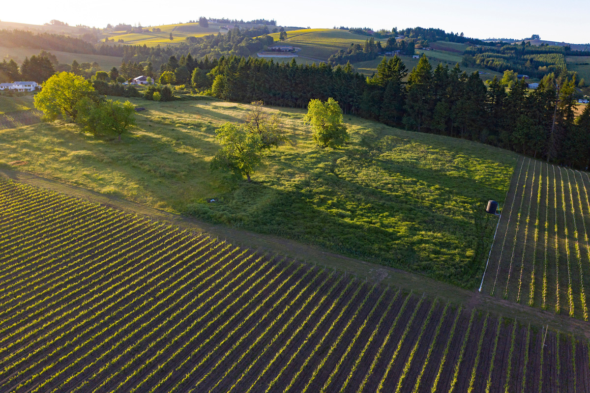 Bernau-Estate-Vineyards