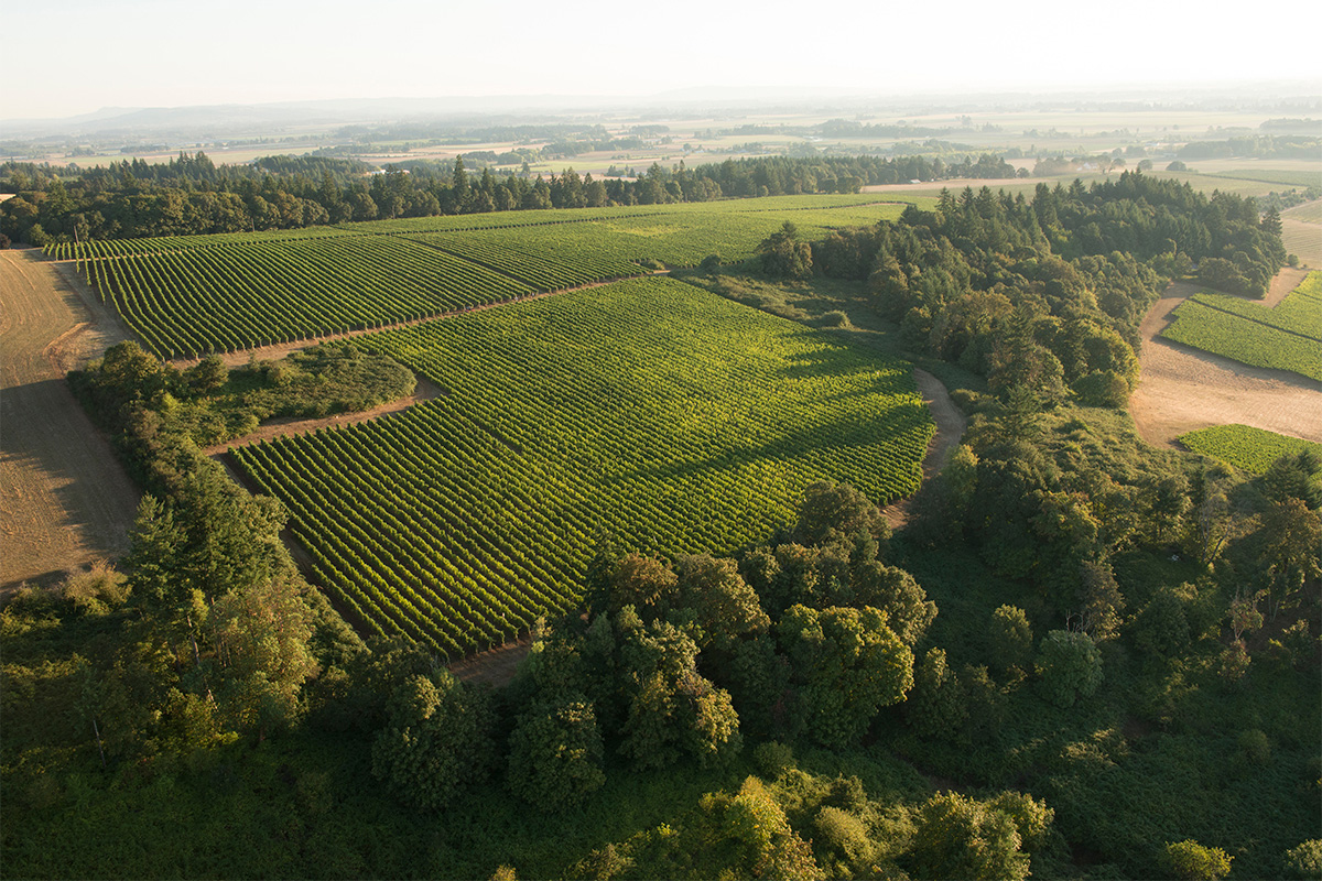 Elton-Vineyard