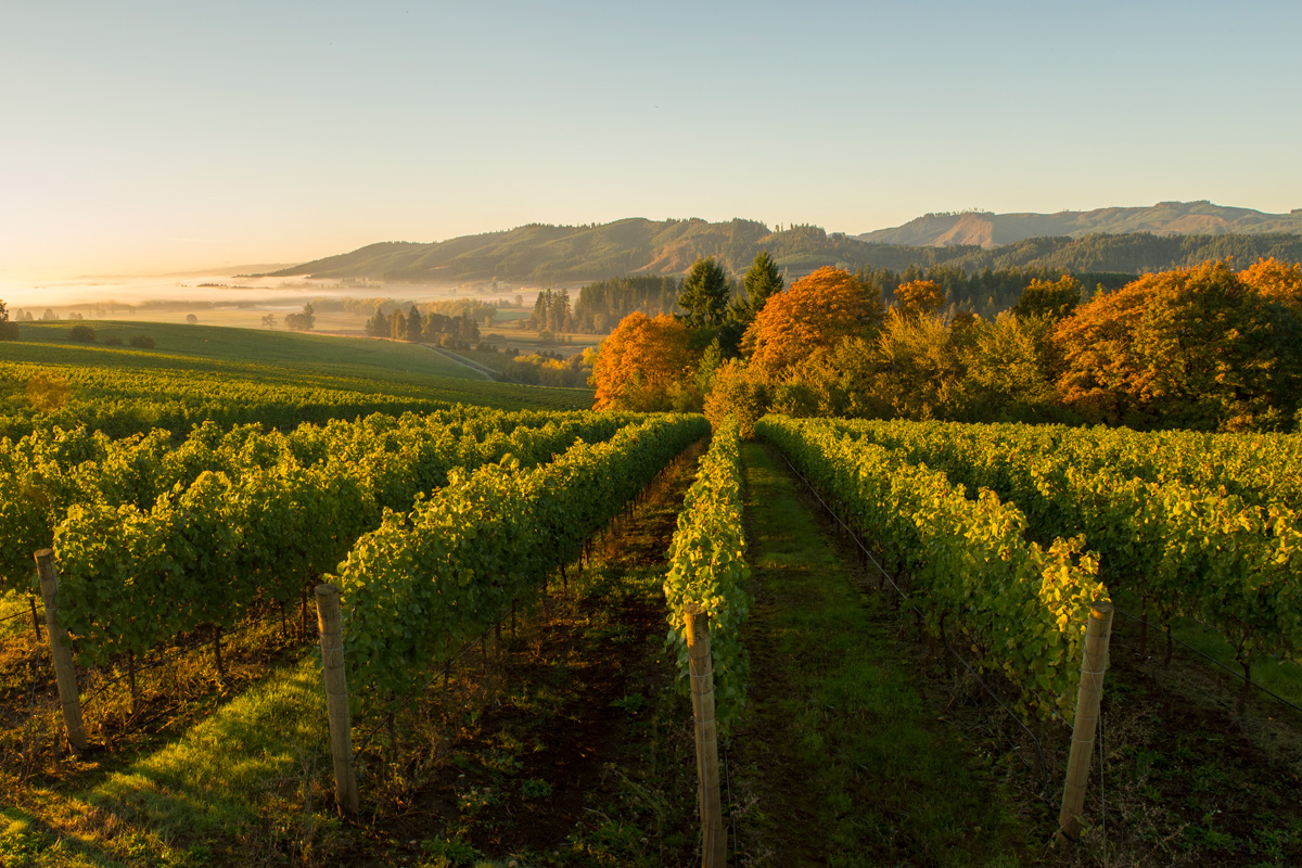 Tualatin-Estate-Vineyards