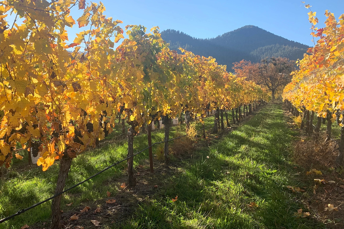 Quail-Run-Vineyards