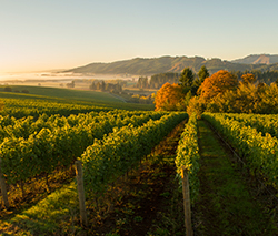 vines at Tualatin Estate Vineyard