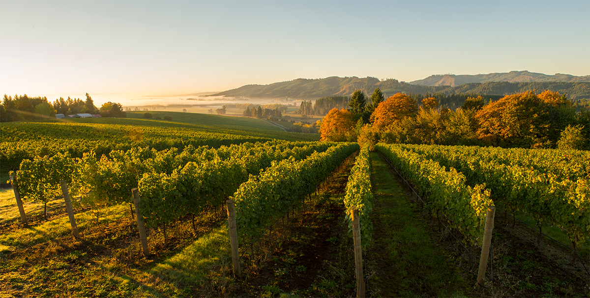 Tualatin-Estate-Vineyards