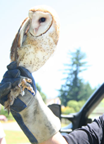 Barn Owl