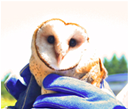 Barn Owl