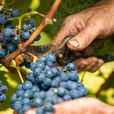 harvesting grapes with clippers