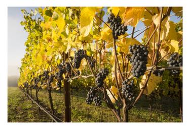 Pinot Noir grapes hanging on the vines in fall