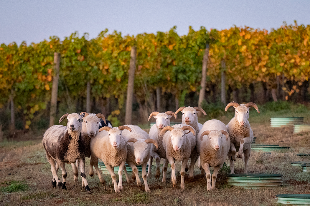 Sheep in the vineyard at domaine willamette